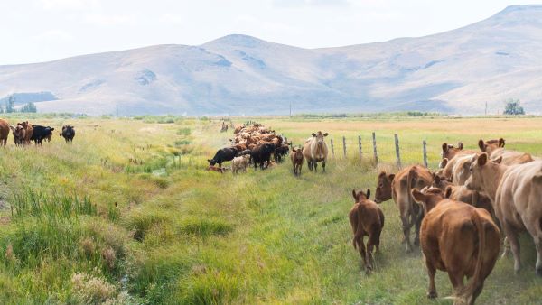 Cattlemen's Corner